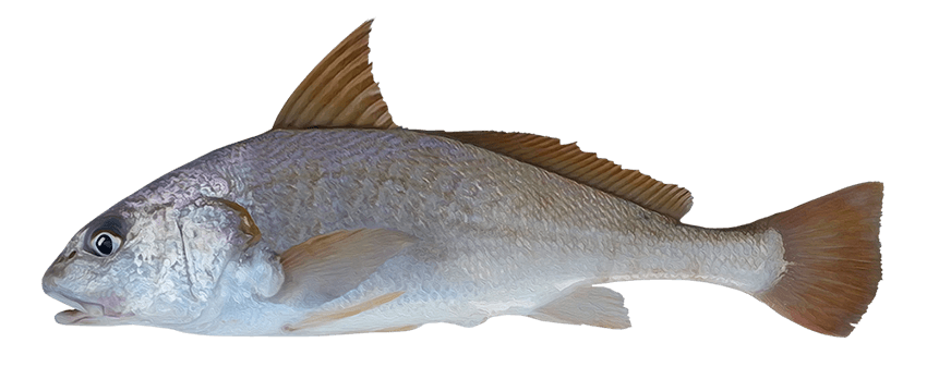 Berrugato fino