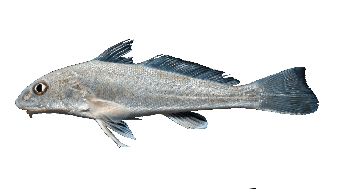 Berrugato del Golfo