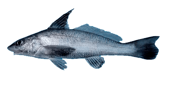 Berrugata real