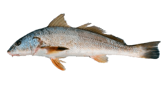 Pichibueno