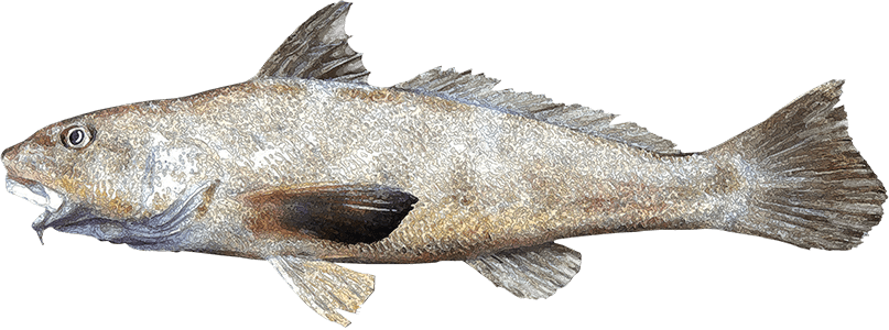 Berrugata panameño