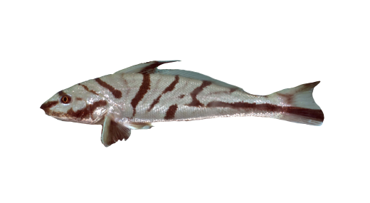 Berrugato raton