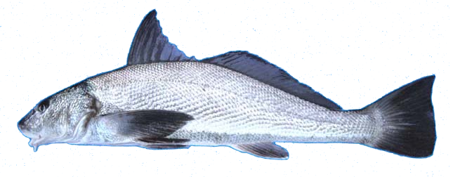 California Corvina, Berrugata californiana