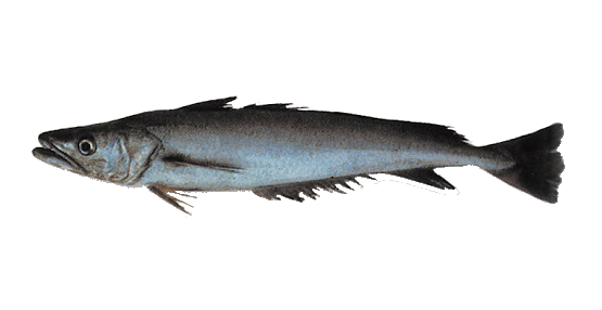 Merluza Austral