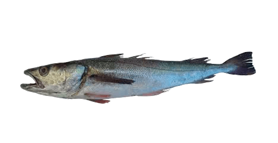 Merluza del Pacífico Sur