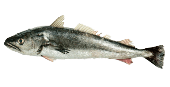 Merluza Argentina