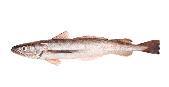 Merluza Europea
