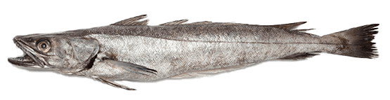 Merluza