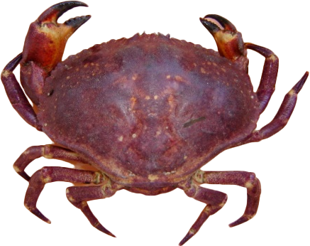 Jaiba Marmola