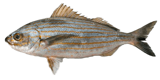 Ronco rayadito