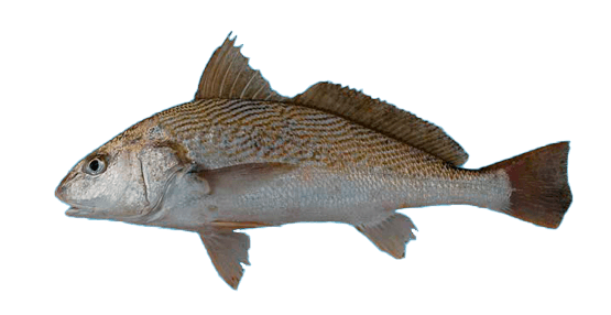 Corvina Rubia