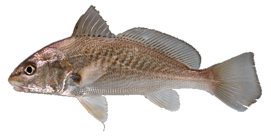 Gurrubata