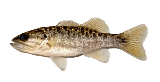 Bass de Arena