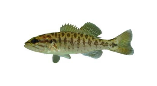 Bass de Ojo Rojo