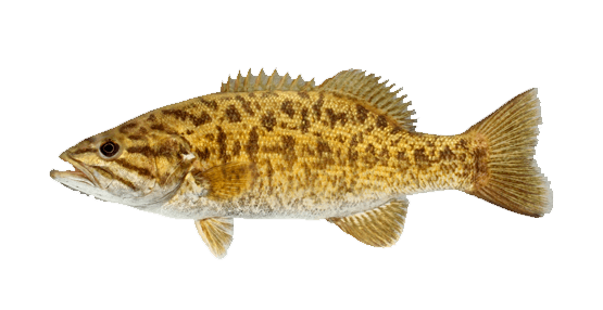 Perca Americana