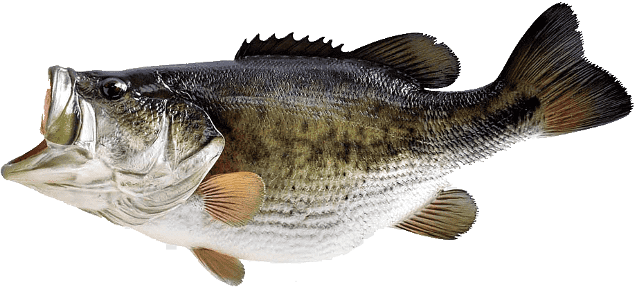 Bass de Florida