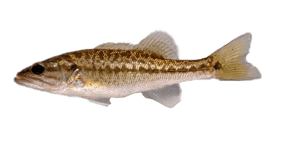 Bass de Alabama