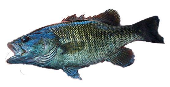 Bass Suwannee