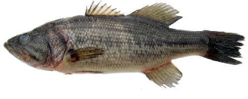 Bass Moteado