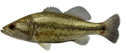 Black Bass, Bass, Lobina Negra