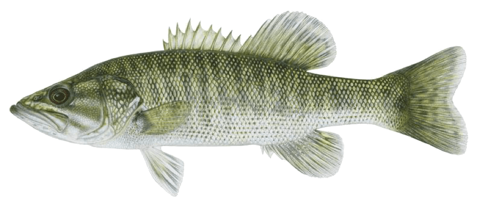 Bass de Guadalupe