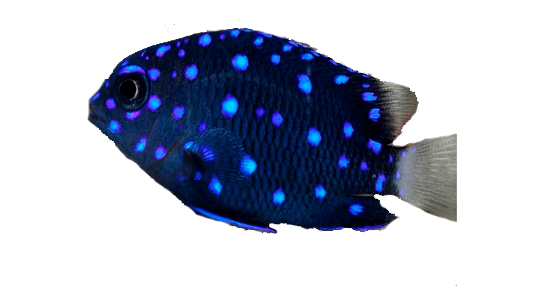 Damisela Cola Amarilla