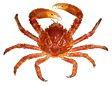 Cangrejo Rey del Caribe