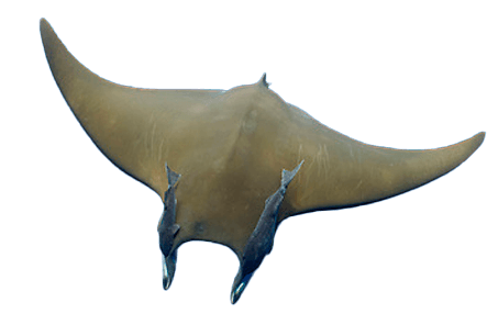 Manta del Golfo
