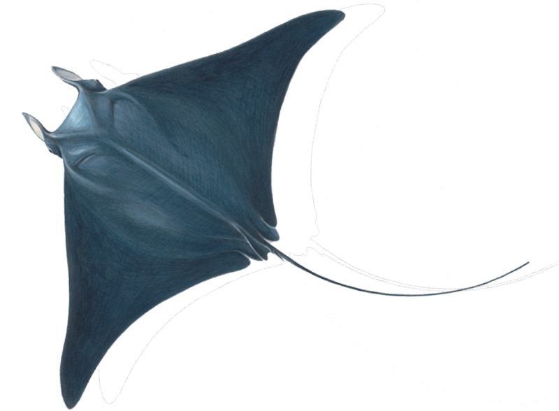 Manta arpón