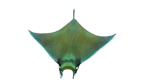 Manta chica