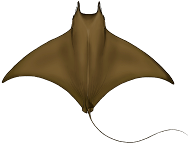Manta cornuda