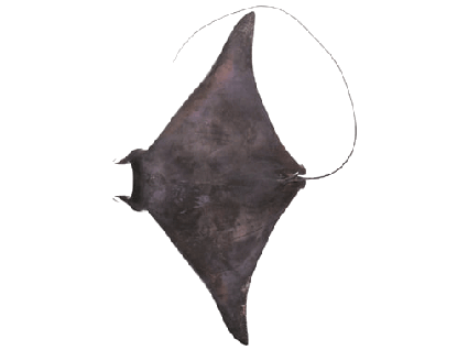 Manta doblada