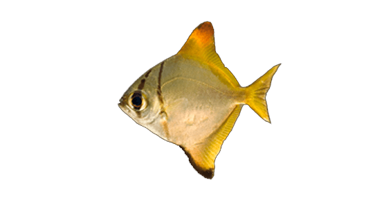 Ángel Malayo