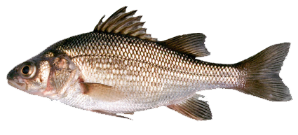 Perca Blanca