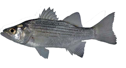 Lubina Blanca