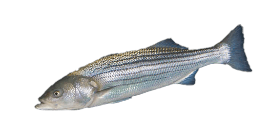 Lubina Rayada Atlántica