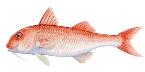 Salmonete de Fango, Sandy Surmullet