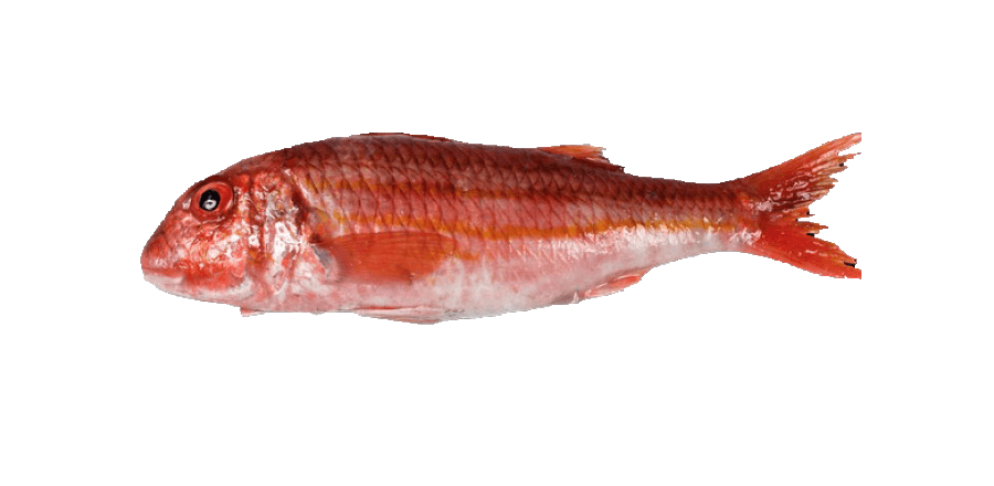 Salmonete de Roca