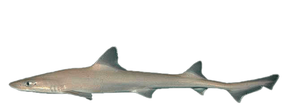Cazón mamón