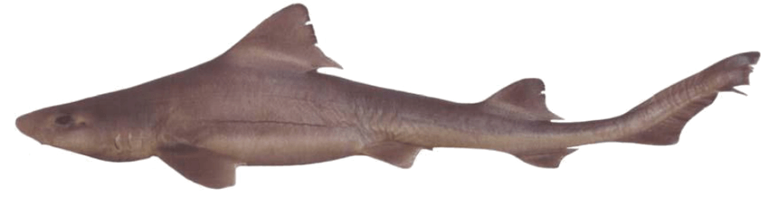 Tiburón Gatuzo