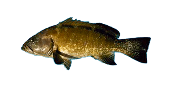Baya