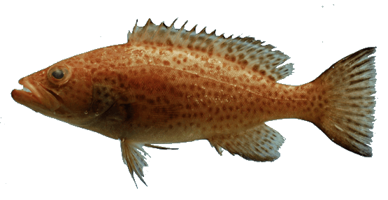 Abadejo garropa