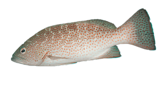 Cabrilla chiruda