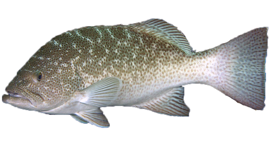 Cabrilla Sardinera