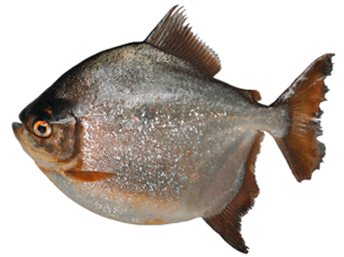 Pacú, Pacu