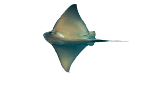 Águila de Mar