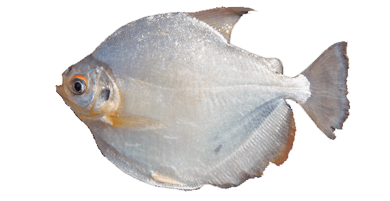 Clock Pacu, Pacú Reloj