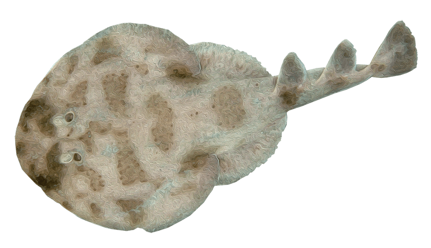 Raya eléctrica torpedo