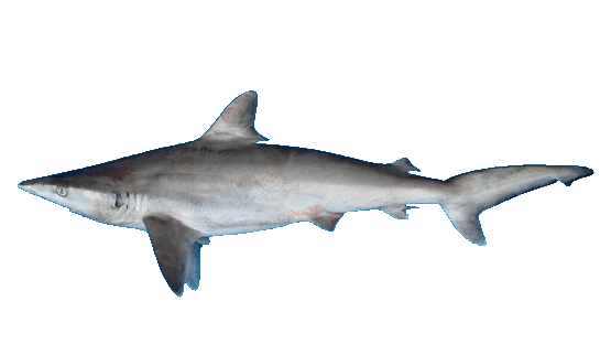 Tiburón coyotito