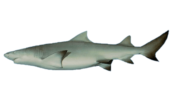 Tiburón limón